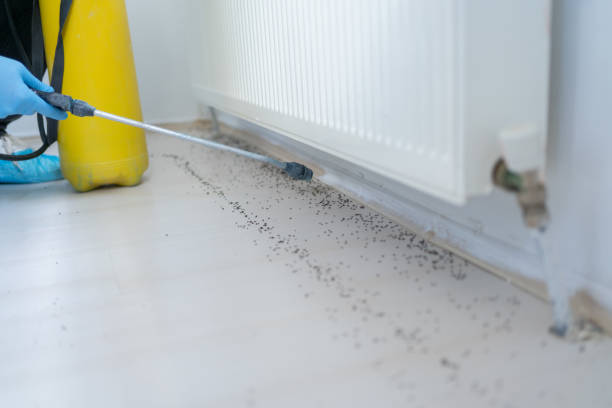 Best Insect Control  in Kingsport, TN