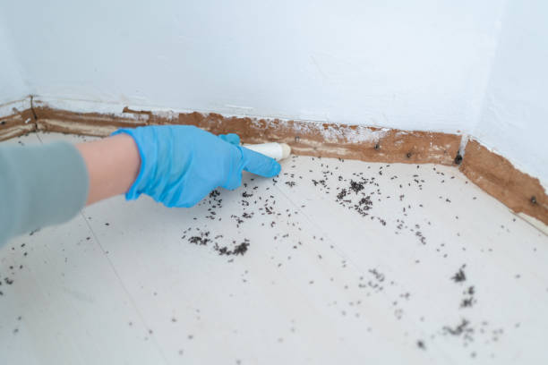 Trusted Kingsport, TN Pest Control Experts